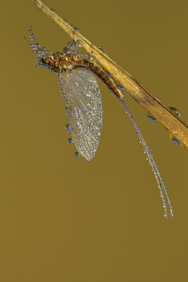 Eintagsfliege (Ephemeroptera)
