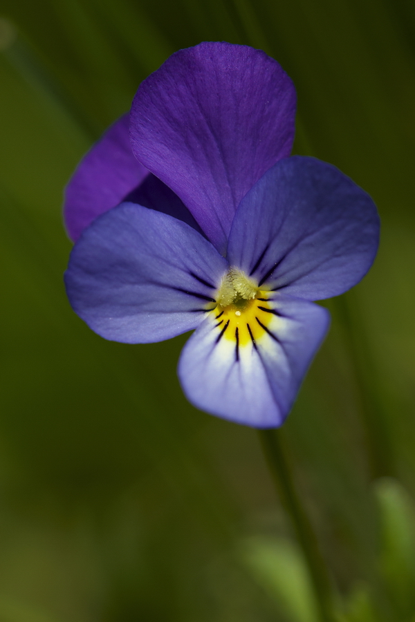 Wildes StiefmÃ¼tterchen (Viola tricolor)