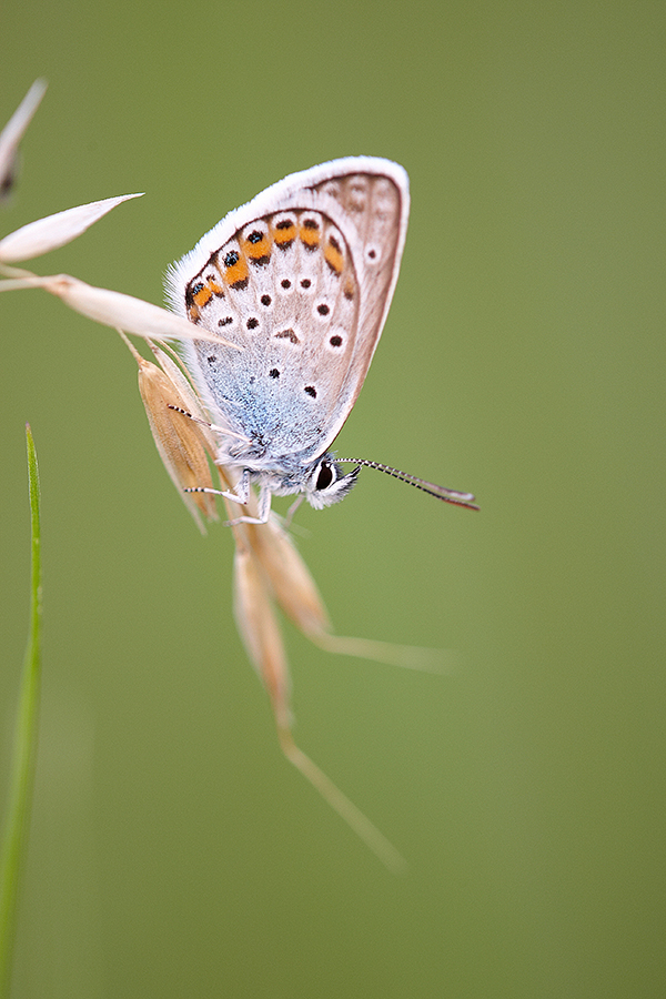 GeiÃŸklee-BlÃ¤uling (Plebejus argus)