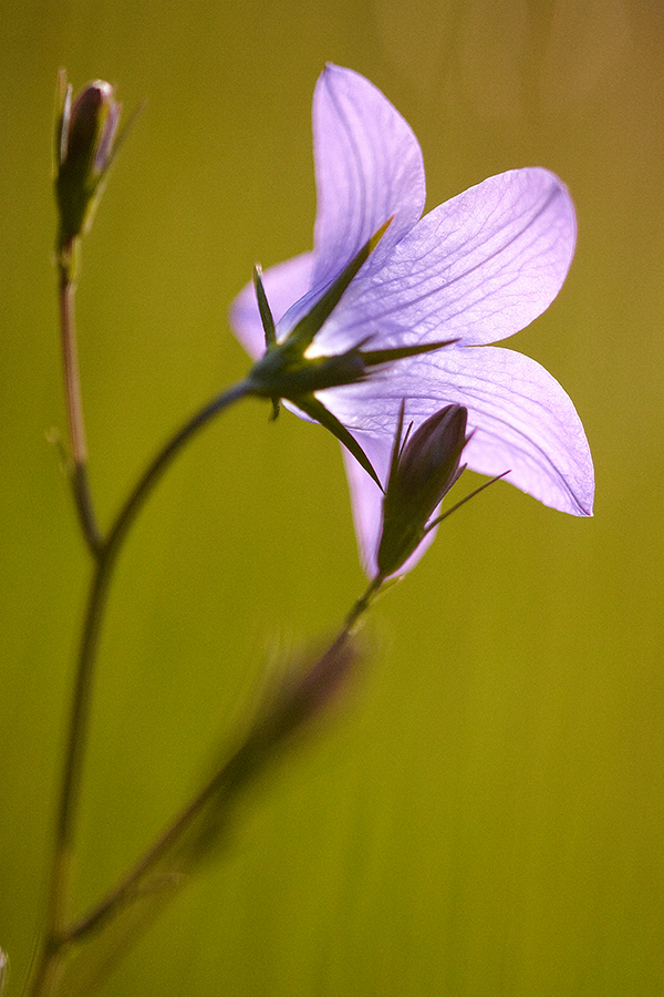 Wiesen-Glockenblume (Campanula patula)
