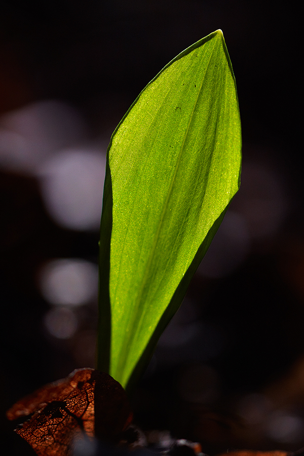 BÃ¤rlauch (Allium ursinum)