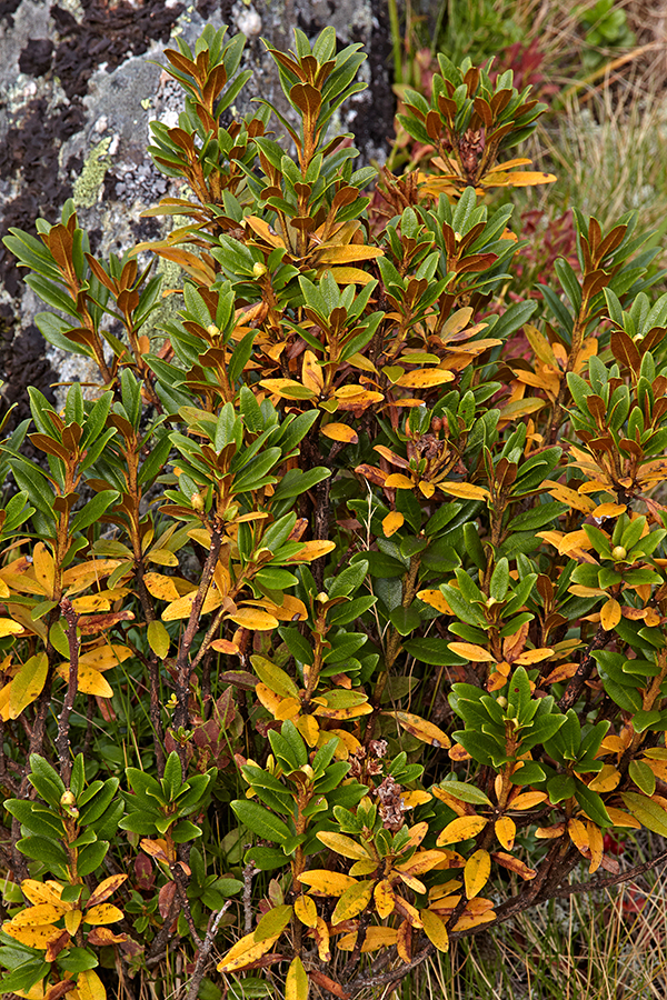 RostblÃ¤ttrige Alpenrose (Rhododendron ferrugineum)
