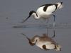 SÃ¤belschnÃ¤bler (Recurvirostra avosetta)