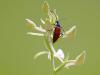 WeiÃŸe Waldhyazinthe (Platanthera bifolia)