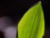 BÃ¤rlauch (Allium ursinum)