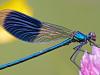 GebÃ¤nderte Prachtlibelle (Calopteryx splendens)