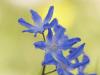 ZweiblÃ¤ttriger Blaustern (Scilla bifolia)