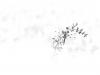 Vierfleck (Libellula quadrimaculata) 