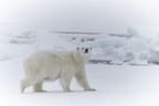Polarbär, Svalbard